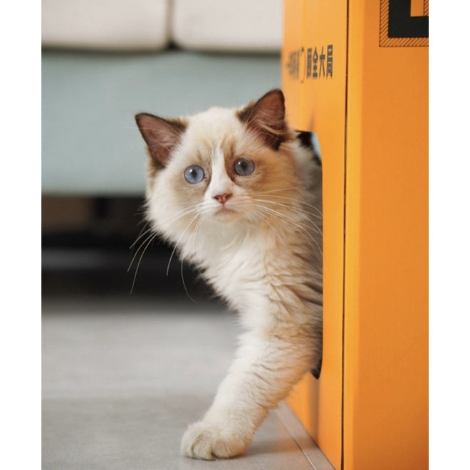 Promotion! Cat juice box scratch board bed house pet toy