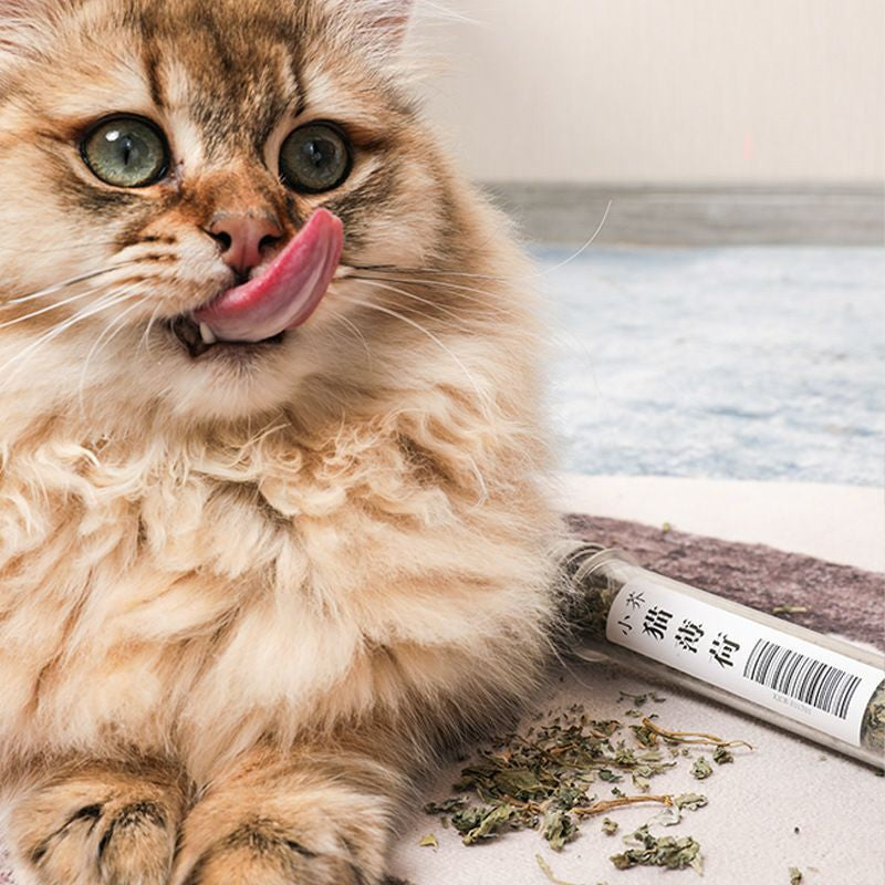 [SG Stock] Catnip lollipop cat candy snack pet food eatable toy teeth cleaner bar treat
