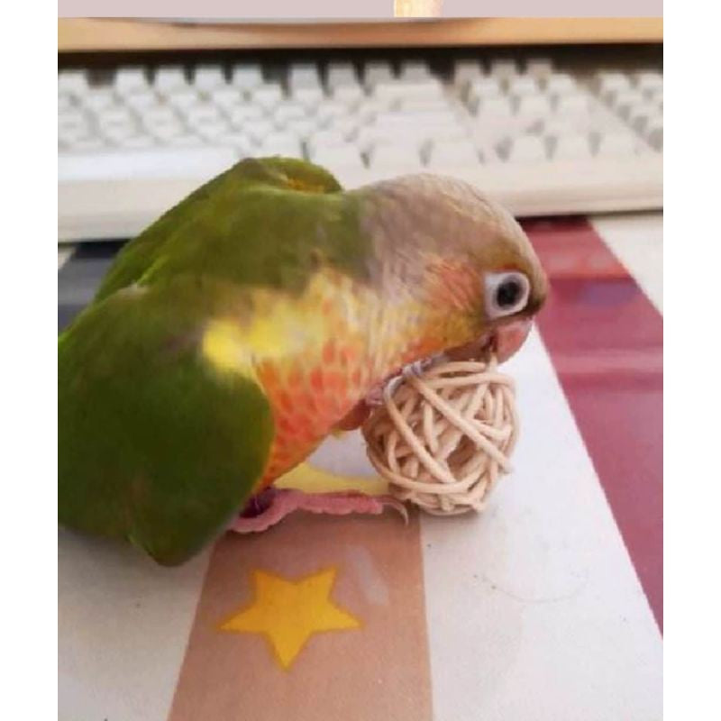 [SG Stock] Cat toy rattan ball Singapore ready stock pet toys parrot rabbit hamster pet toys