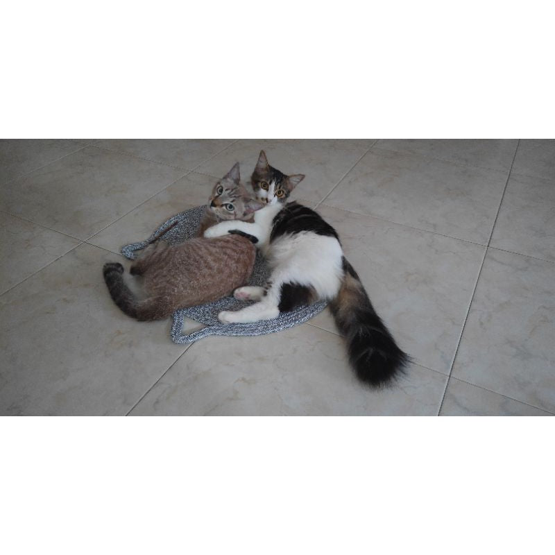 [SG Stock] Cat Scratch pad toy sleeping Bed Kitten Scratcher Board dog