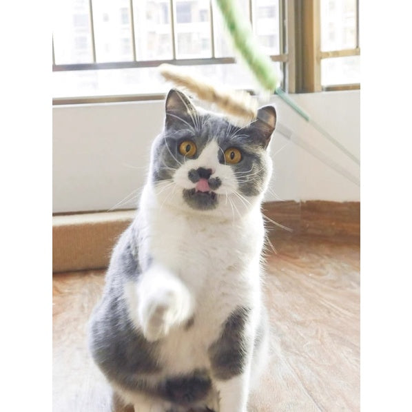 Doggyman cat teaser double foxtail pet toy