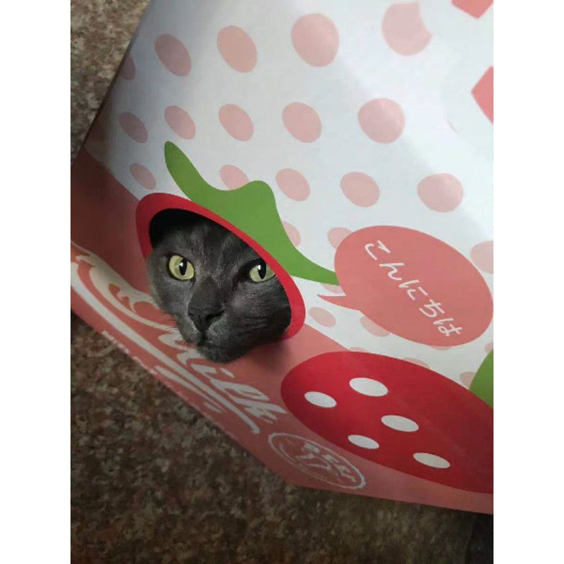 Misspet scratching board milk box sleeping bed for kitten cat pet toy house