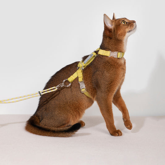 Hi-Dream BoBo Classic Cat Leash Collar Harness Walking Rope Light Weight Spliced Nylon Cat Vest Set