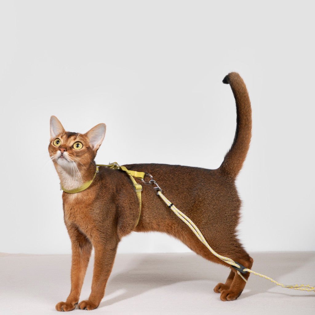 Hi-Dream BoBo Classic Cat Leash Collar Harness Walking Rope Light Weight Spliced Nylon Cat Vest Set