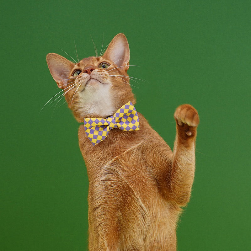 Zeze Pet bowtie bow tie Cat Dog collar necklace yellow green grid