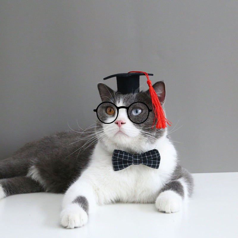 Cat master bachelor cap hat hairband pet accessories photo shooting cosplay