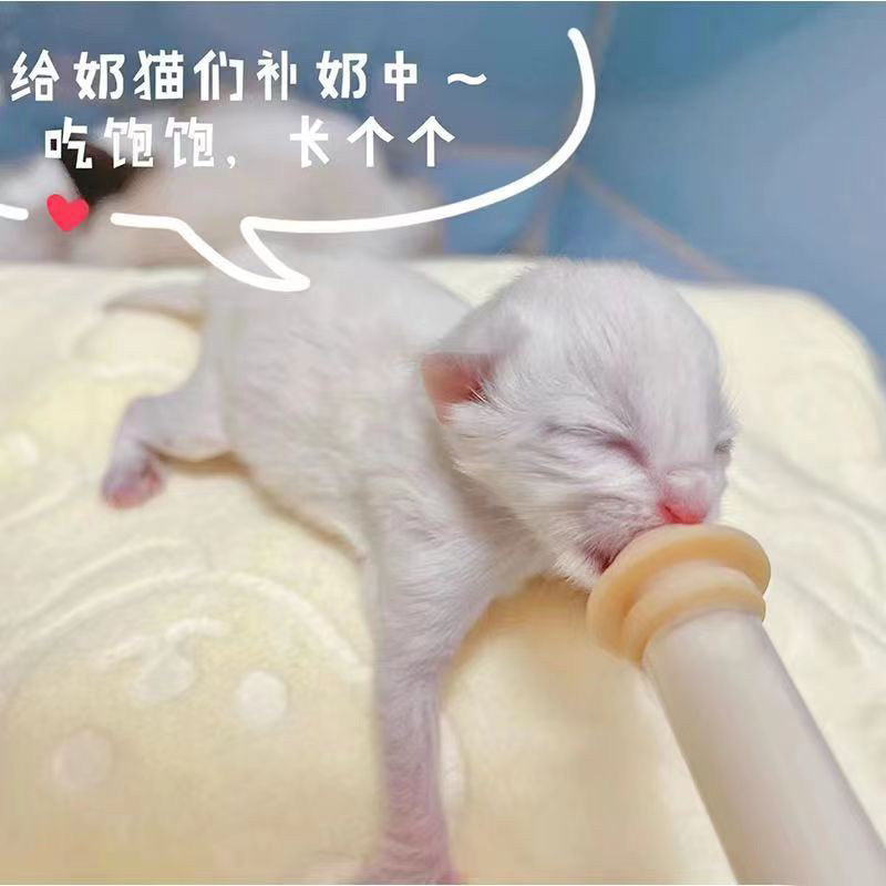 Newborn Cat Dog Kitten Puppy Pacifier Milk Feeder