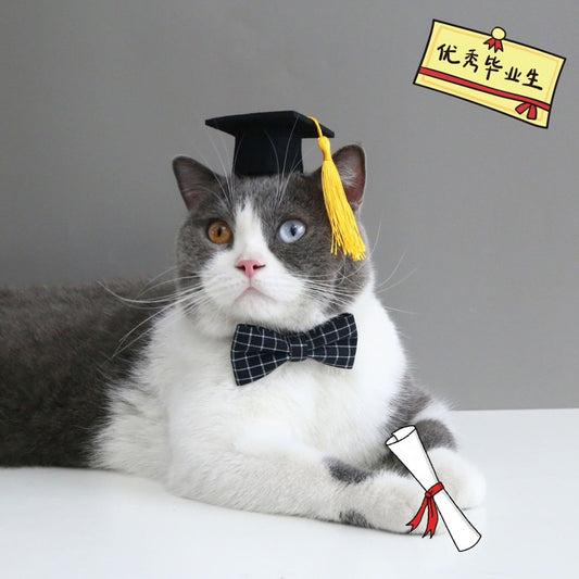 Cat master bachelor cap hat hairband pet accessories photo shooting cosplay