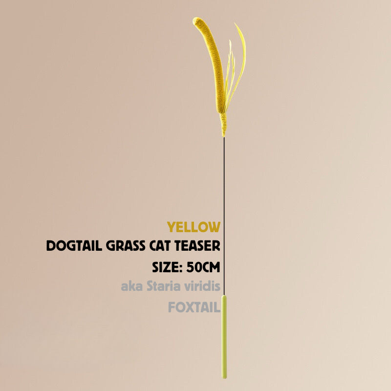 Setaria viridis Cat Teaser Dog tail grass Pet Toy