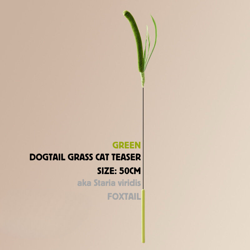 Setaria viridis Cat Teaser Dog tail grass Pet Toy